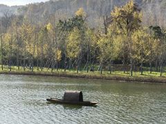 -千年银杏谷文化旅游区