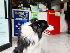 -瑞鹏瑞爱宠物医院·全科·猫科·血液透析中心(龙头寺店)