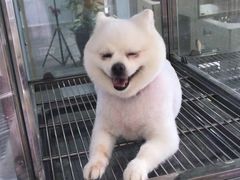 -暖阳宠物医院·犬猫康复中心·骨科