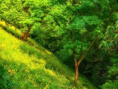 -西湖风景区-江洋畈生态公园