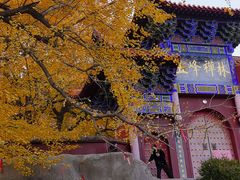 -遵化市禅林寺古银杏风景园