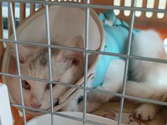 -瑞派宠物医院·犬猫全科·猫友好(宾水西道店)