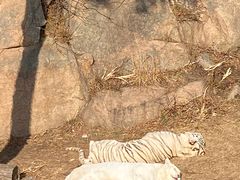 -西霞口神雕山野生动物世界