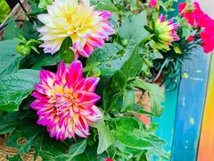 -Rabbit Cafe私房西餐甜点咖啡(栖霞路店)