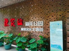 -陈家山荷花公园