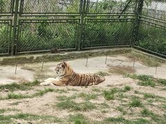 -上海野生动物园