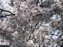 -诺丁山