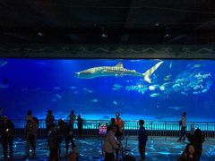 -烟台海昌鲸鲨海洋公园