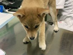 -特一安24小时宠物医院·骨科·中兽医