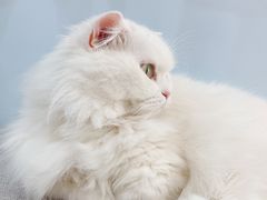 -喵宠乐园·撸猫互动·猫舍