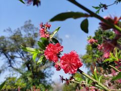 -桃花涧
