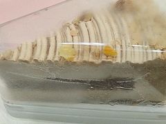 -Dark Horse·黑马蛋糕·低脂·低糖淡奶(金匙望湖大厦店)