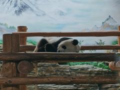 -西霞口神雕山野生动物世界