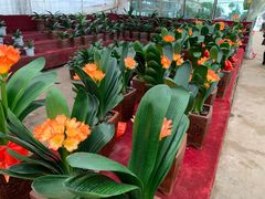 -金陵花卉交易市场