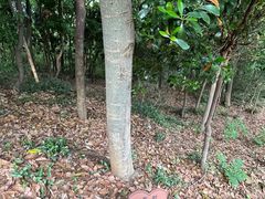 -上海佘山国家森林公园天马山园