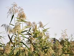 -西湖风景区-江洋畈生态公园