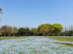 -上海滨江森林公园