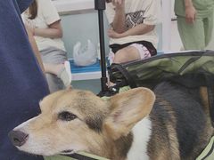 -达爱动物医院·犬猫分区·CT·复杂眼科(远洋山水分院)