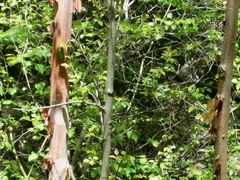 -青峰峡国家森林公园