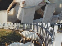 -前小桔亲子创意农场·草莓采摘·露营烧烤