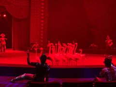 -珠海横琴长隆《卡卡虎奇遇记》