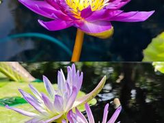 -上海辰山植物园