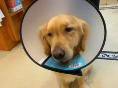 -宠颐生汉谟拉比宠物医院