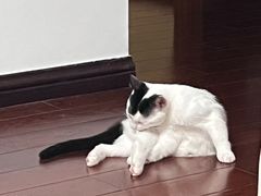 -伟伟宠物医院·瑞派猫友好医院·猫科(光谷店)