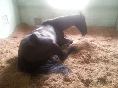 android_upload_pic-松声马术俱乐部