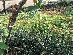 -南宁良凤江国家森林公园