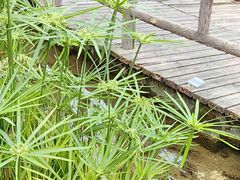 -成都市活水公园