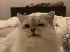 -猫大福·Fortune Cat猫舍(百子湾店)