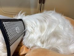 -瑞派康怡24h宠物医院·犬猫医疗中心·微创绝育(瑞景分院)