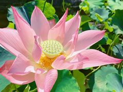 -广州莲花山旅游区