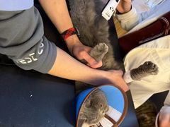 -御宝贝·A梦猫科宠物医院(国际猫友好医院)