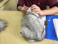 -瑞鹏宠物医院·骨科·猫科·内科(第一中心)