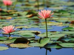 -白鹭湾湿地公园