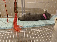 -青叶202都市餐厅(迪诺水镇店)