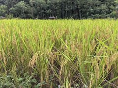 -高荡千年布依古寨旅游景区
