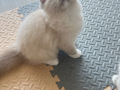 -珠海悠米米努特矮脚猫舍