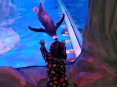 -芜湖新华联大白鲸海洋公园