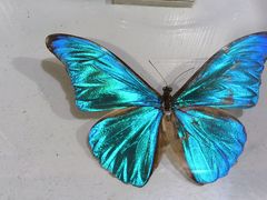 -上海大自然野生昆虫馆(东方明珠·爬宠昆虫探索中心)
