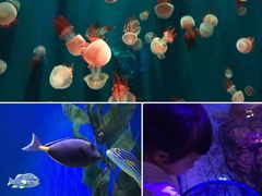 -成都浩海立方海洋公园