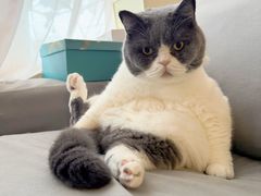 -宠福鑫动物医院(望京分院)