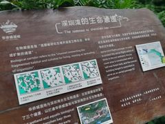 -华侨城湿地公园