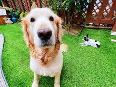 -百好乐宠物友好餐厅(朝外大街店)