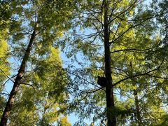 -黄海国家森林公园