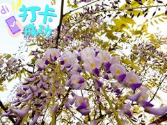-嘉定紫藤园