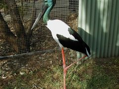 -费瑟代尔野生动物园