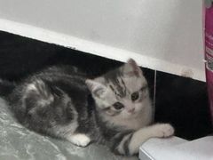 -lincat·猫舍(广州店)